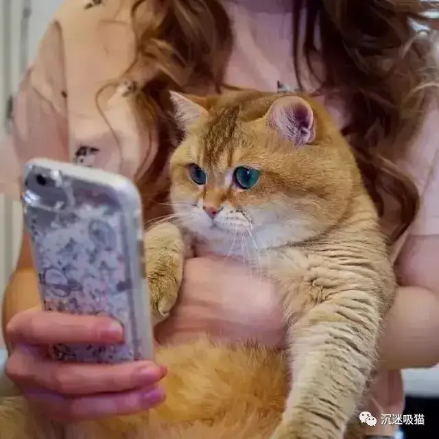 来自俄罗斯的网红大脸橘猫 hosico,就是圆滚滚的一坨