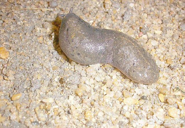 农村常见的鼻涕虫能吃吗,有什么药效?