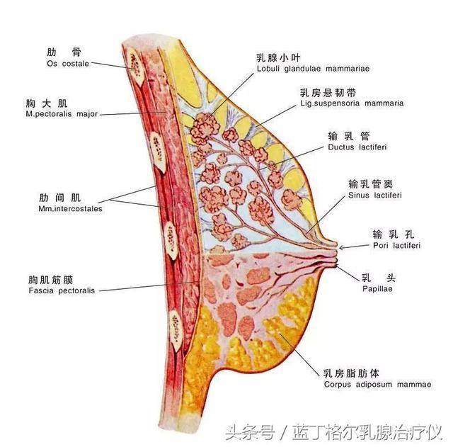 乳房的结构首先了解一下乳房的结构