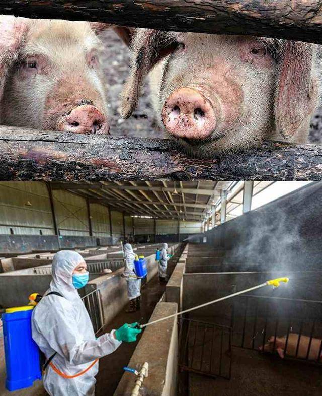 非洲猪瘟又来了安徽省芜湖市扑杀379头猪疫情疑似国外流入