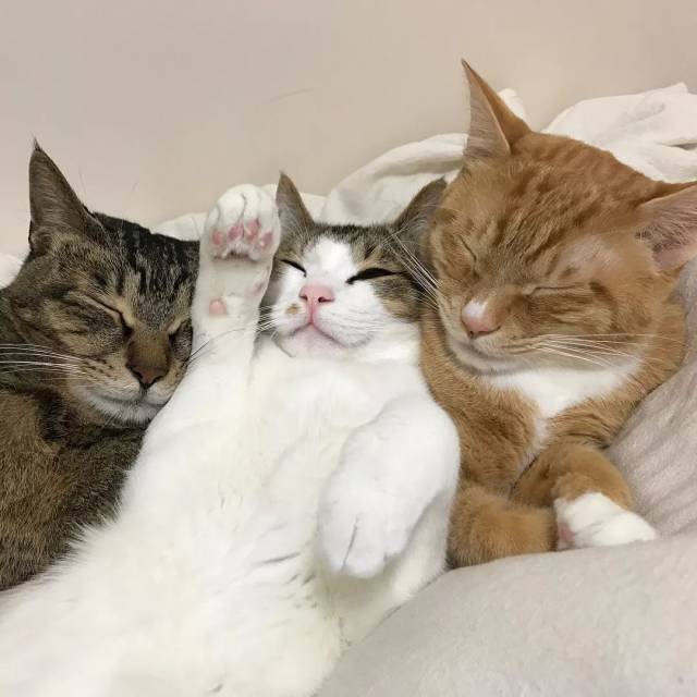 三猫行,真是甜甜甜甜甜甜炸啦!