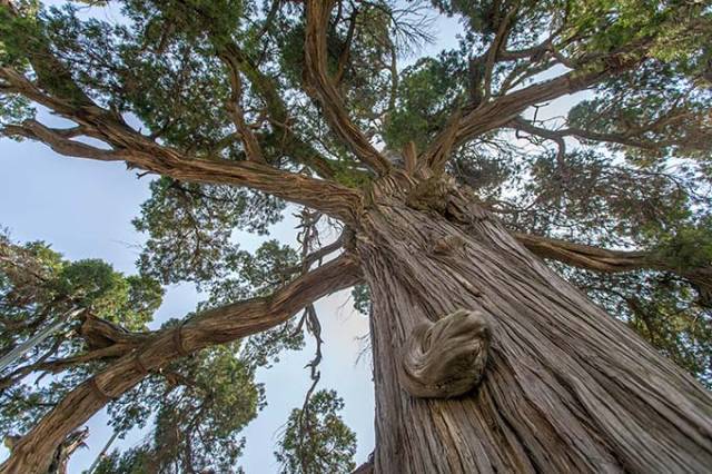 真龙穴地有曹操拴马桩,易学风水界喻为天下第一风水树_手机搜狐网