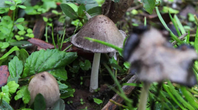 山野中的白蚂蚁窝上,是鸡枞生长的最佳环境.