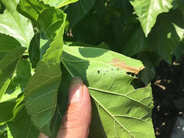 给力!国家桑树病虫防控岗位科学家来我县指导桑树病虫害防治工作