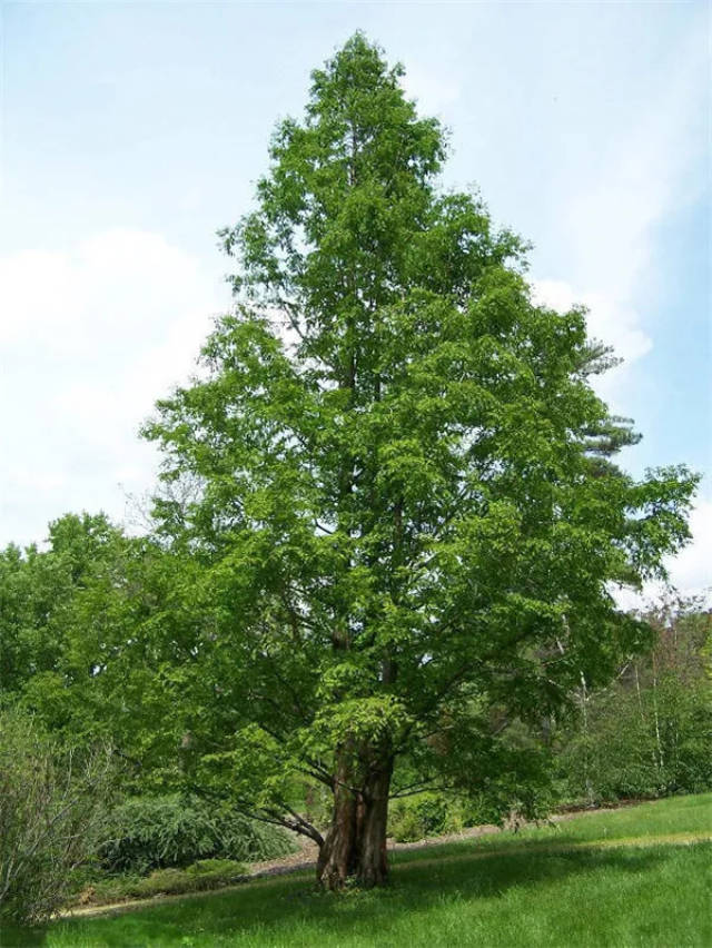 这些树种更适合培育成"原冠苗"