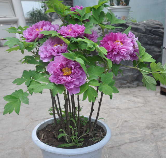种牡丹应该用多大多深的花盆?看完就知道了!