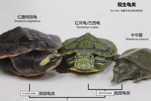 中国神龟两度登上《自然》杂志,破解龟类演化悬案