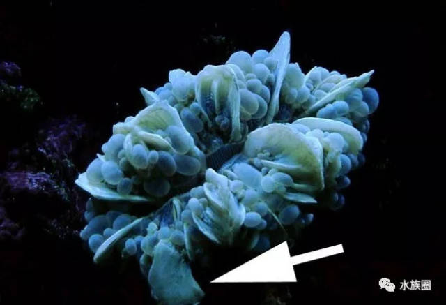 珊瑚水螅体图片