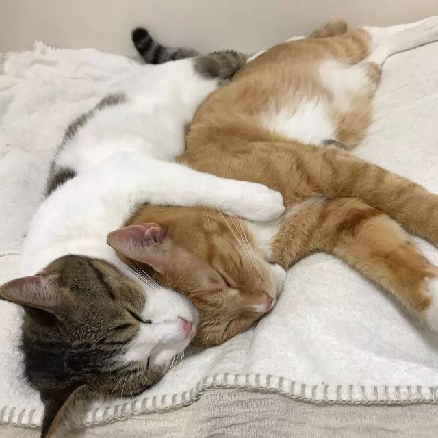 三猫行,真是甜甜甜甜甜甜炸啦!