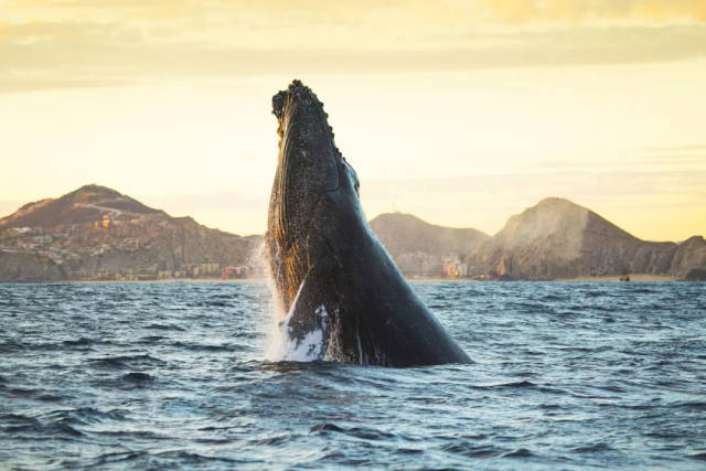 白令海灰鲸 bering sea