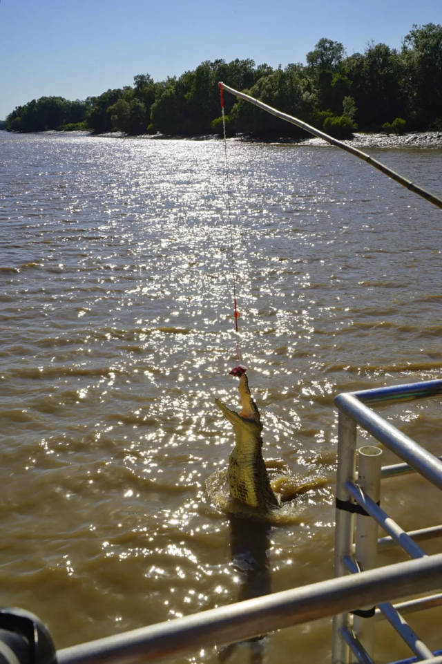 美女工作人员伸出杆子去钓鳄鱼