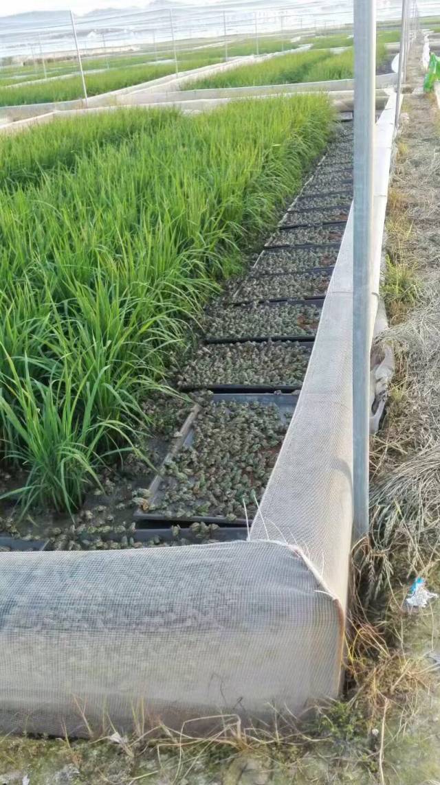 5亩田养青蛙要投资多少钱 