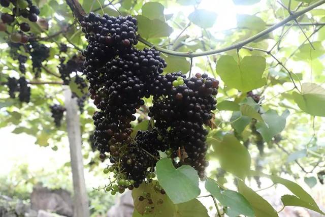 广西慧云信息技术有限公司分别与合作社,农户签订收购野生山葡萄合同