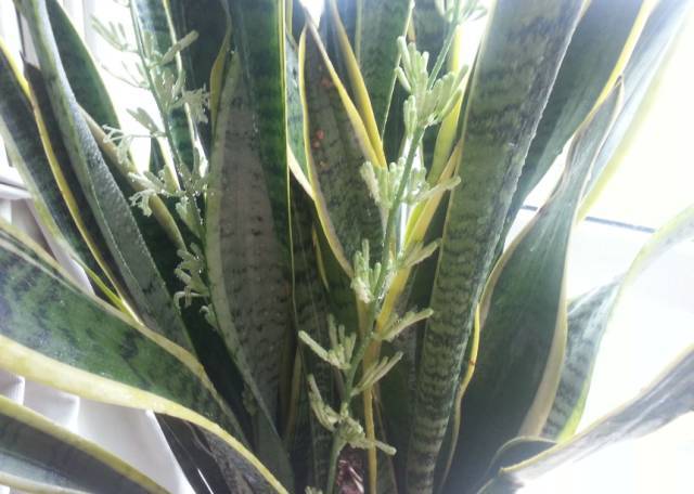 种植虎尾兰的7大问题,解决细则!