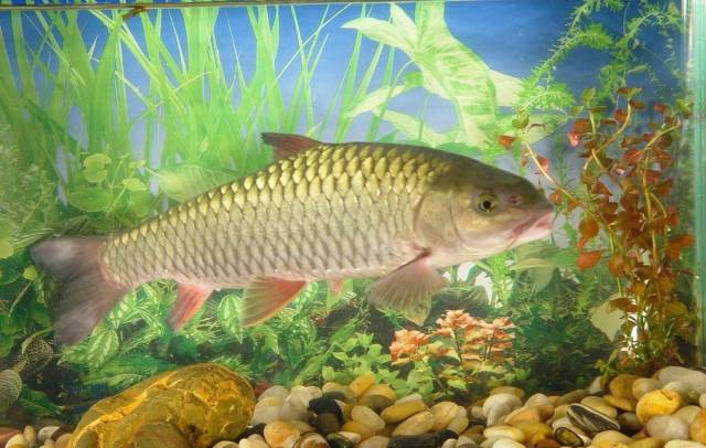 鲤鱼中国家喻户晓的鱼类,竟不是中国四大家鱼,你知道为什么吗?