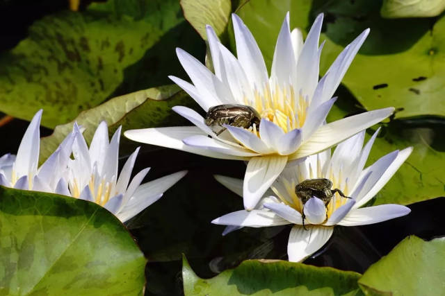 2018辰山睡莲展 | 国际获奖睡莲亮相辰山植物园