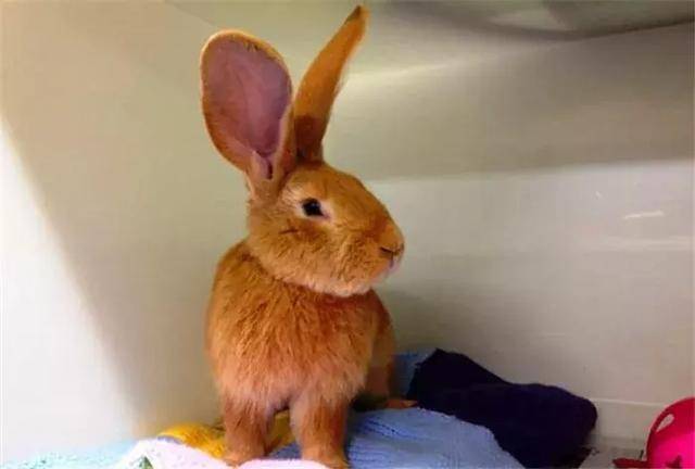 英国铲屎官养小兔子,七个月后长成22斤巨兔,网友:真的养不起!