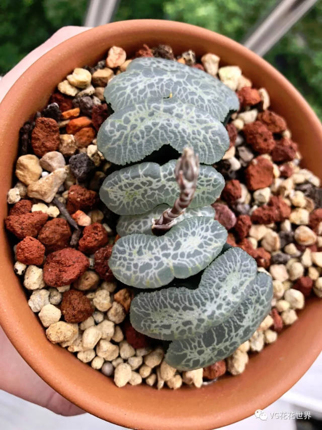 15玉扇【终极蓝】母本9cm 0起100加 来自小丑鱼