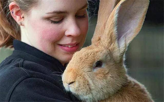 的兔子困扰的萌妹子,无奈只能在脸书上发布了这只"巨人兔"的领养消息!