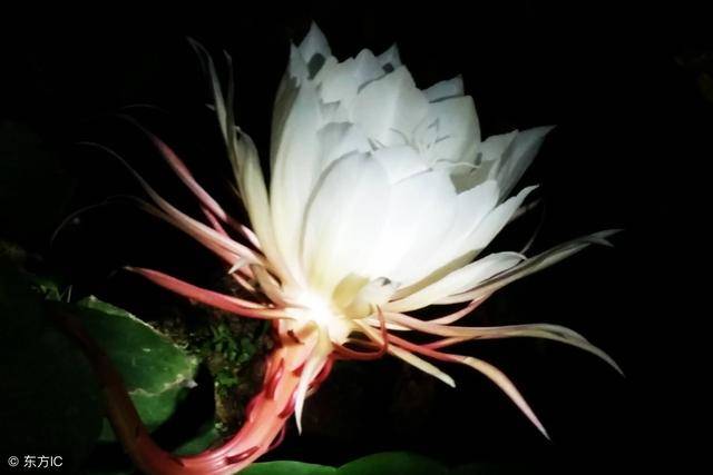 优昙花发实还无, 尘刹今吾非故吾. 笑指白莲闲处看, 污泥香里养灵珠.