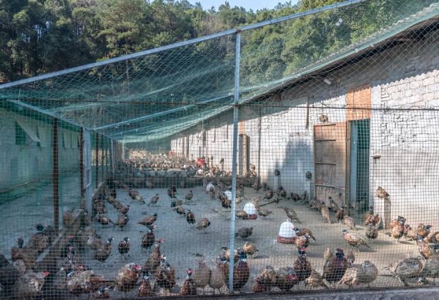 十分着急,经过前期充分的市场调查,40岁的漆龙艳看准了养野鸡的前景