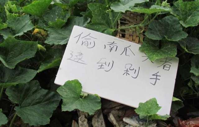 男子偷瓜与女瓜农上演速度与激情, 男子比不过只好报警_手机搜狐网