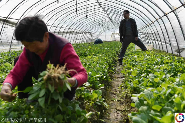 留德硕士回乡做农夫,连亏好几年,因菜长得不好