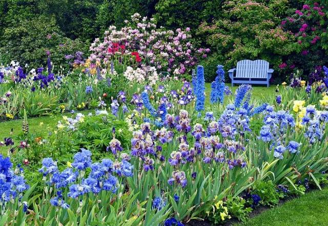 如何打造蓝色主题花境和花园