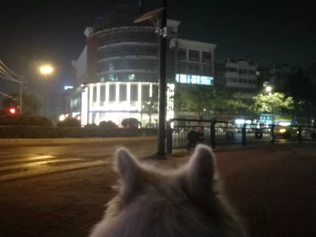 梦里面狗狗咬了我一口,是为了转世后能找到我