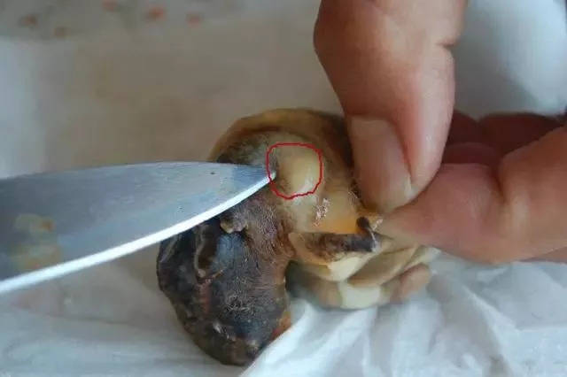 6,海星:食用过多易过敏