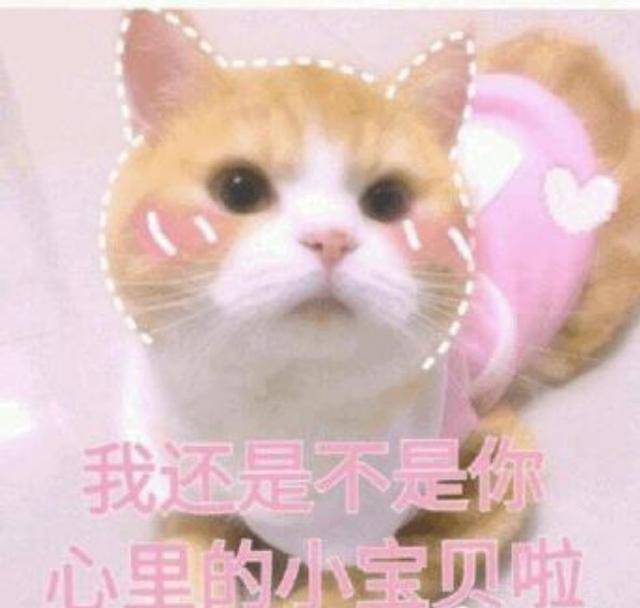 猫咪可爱表情包大全