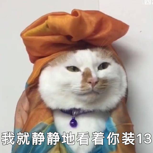 猫咪可爱表情包大全