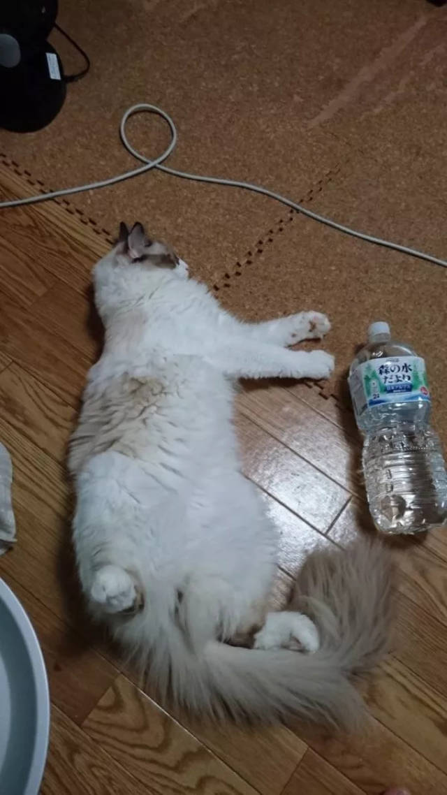 饮料瓶成为全新计量单位,你家猫几瓶长,几瓶宽?