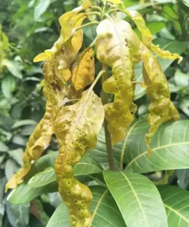 芒果秋梢徐徐发,叶瘿蚊大危害,芒果叶瘿蚊防治措施