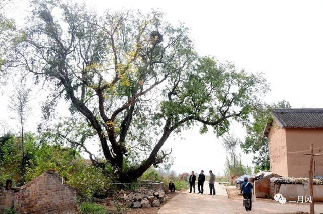 杨树庄村篱笆小道