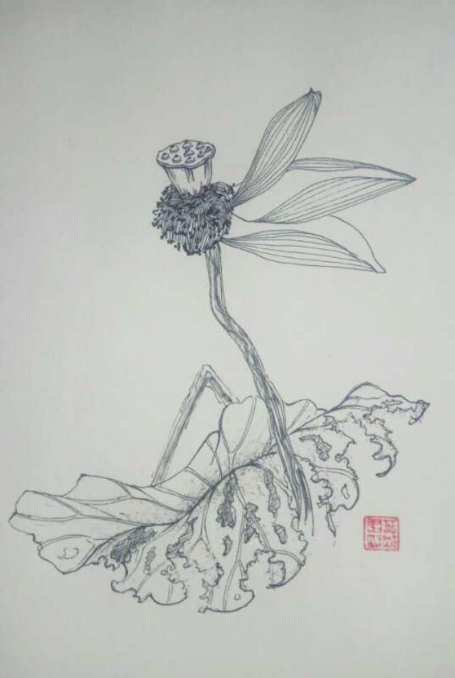 第六百五十四幅——殘荷(中性筆白描花卉小品)