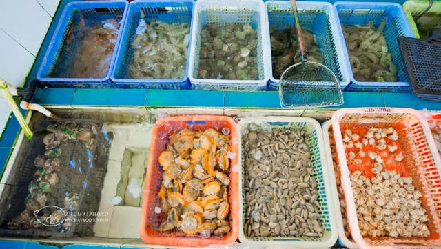 红海湾|丰盛的海鲜,想说爱你太容易!