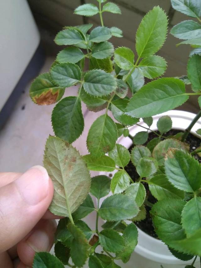 问:白蜘蛛用什么药打呢?