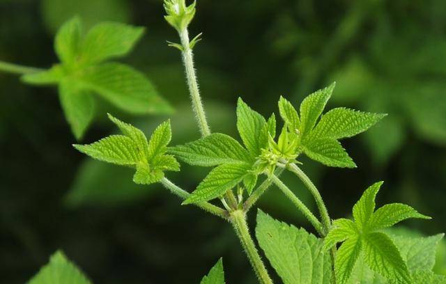 葎草為多年生莖蔓纏繞草本植物,莖,枝,葉柄均有倒鉤刺.