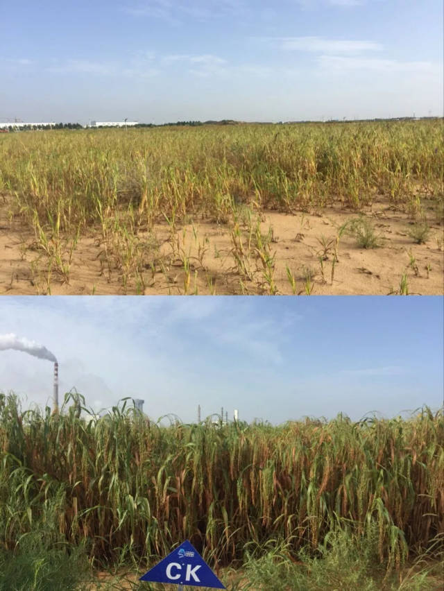 博大实地告诉你:测土施肥=增产增收 土壤改良