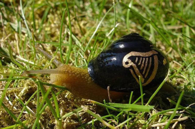 考虑过蜗牛的感受么?