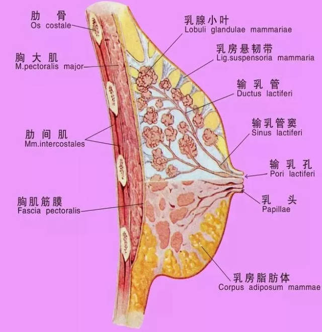 4,血管,淋巴管和神经:乳房含丰富的血管和神经,血管和淋巴管的主要