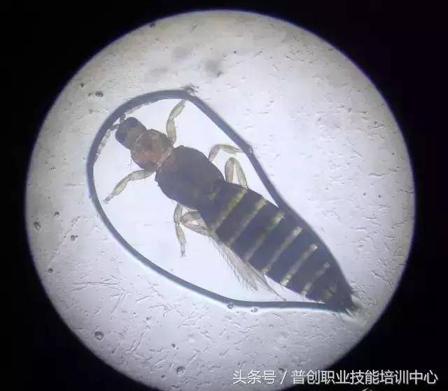 超级经典蓟马危害典型症状 作物图册 蓟马危害豇豆图片大全 Ixieme网 超级经典蓟马危害典型症状 作物图册 蓟马危害豇豆图片大全 Ixieme网