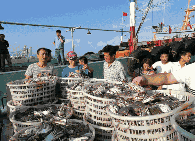 渔民们再次进入丰收季