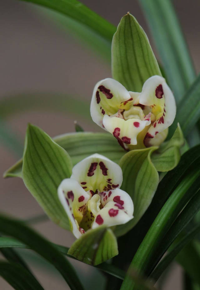 大唐凤羽(莲瓣兰)——昔日大唐,今日凤羽_手机搜狐网