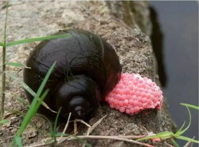 贵阳阿哈水库出现福寿螺,千万别吃!