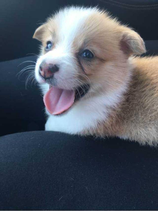 柯基泪痕怎么回事?都是这5点导致的!