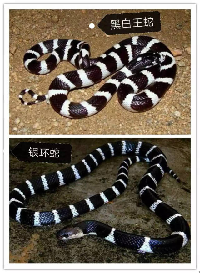 白化墨西哥黑王蛇图片
