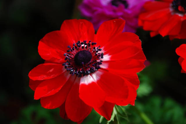 孤独至美,凄美至艳的欧洲银莲花_手机搜狐网