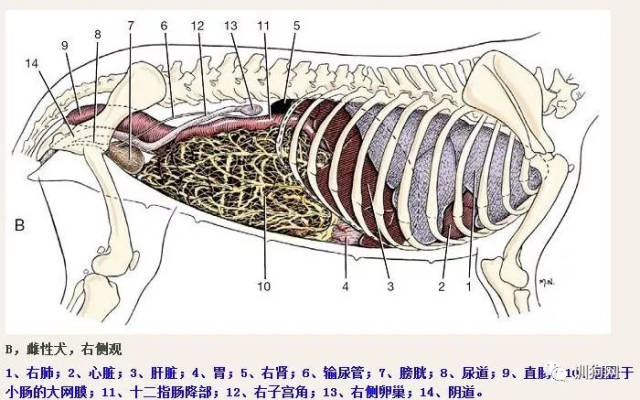 狗狗的生理解剖图